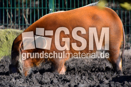 Pinselohrschwein (2).jpg